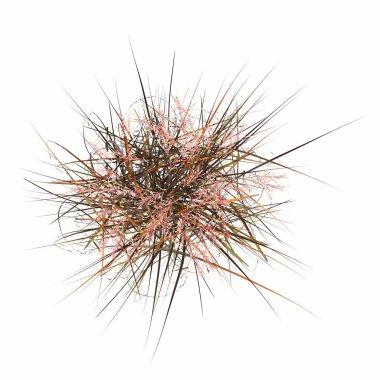 wild field grass, top view, isolated on white background, 3D illustration, cg render