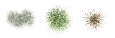 wild field grass, top view, isolated on white background, 3D illustration, cg render