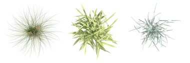 wild field grass, top view, isolated on white background, 3D illustration, cg render