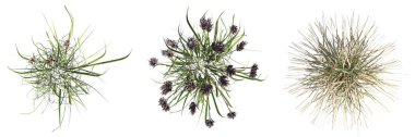 wild field grass, top view, isolated on white background, 3D illustration, cg render