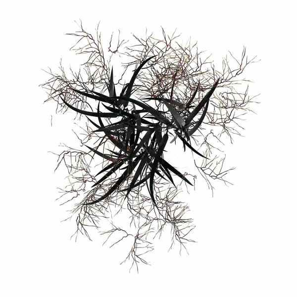 wild field grass, top view, isolated on white background, 3D illustration, cg render