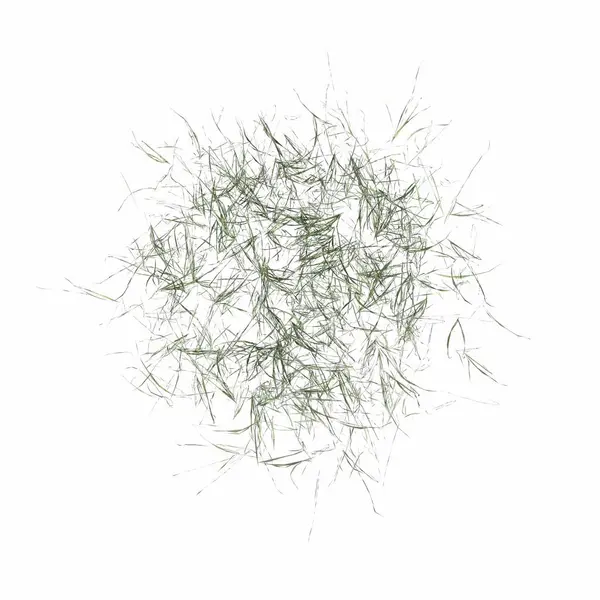 wild field grass, top view, isolated on white background, 3D illustration, cg render