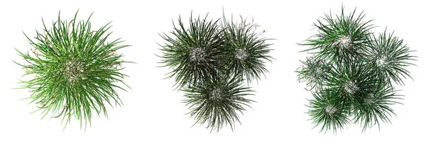 wild field grass, top view, isolated on white background, 3D illustration, cg render