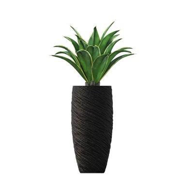 decorative plant for the interior, isolated on white background, 3D illustration, cg render