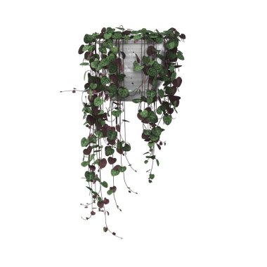 decorative plant for the interior, isolated on white background, 3D illustration, cg render