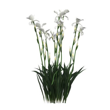 decorative flowers in vase for the interior, isolated on white background, 3D illustration, cg render