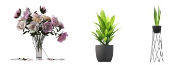 decorative flowers and plants for the interior, isolated on white background, 3D illustration, cg render