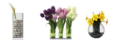 decorative flowers for the interior, isolated on white background, 3D illustration, cg render