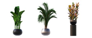 decorative plants for the interior, isolated on white background, 3D illustration, cg render