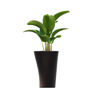 decorative flowers and plants for the interior, isolated on white background, 3D illustration, cg render