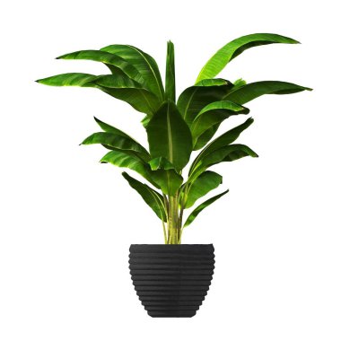 decorative flowers and plants for the interior, isolated on white background, 3D illustration, cg render