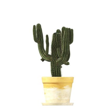 decorative flowers and plants for the interior, isolated on white background, 3D illustration, cg render