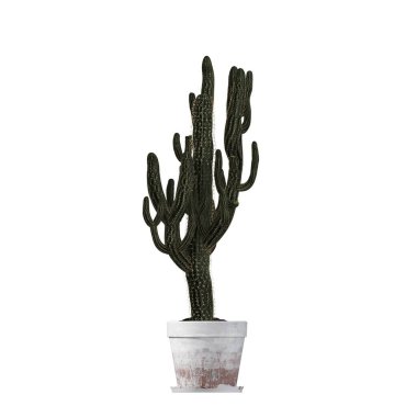 decorative flowers and plants for the interior, isolated on white background, 3D illustration, cg render