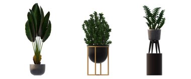 decorative flowers and plants for the interior, isolated on white background, 3D illustration, cg render