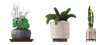 decorative flowers and plants for the interior, isolated on white background, 3D illustration, cg render