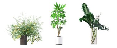 decorative flowers and plants for the interior, isolated on white background, 3D illustration, cg render