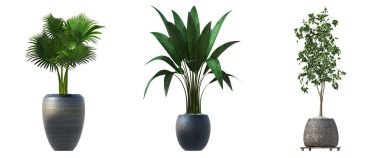 decorative flowers and plants for the interior, isolated on white background, 3D illustration, cg render