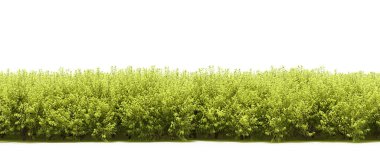 Freshly green trees foliage in spring