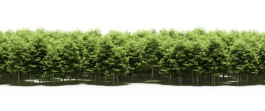 Lush green trees in forest, nature landscape