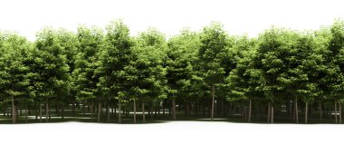 Lush green trees in forest, nature landscape