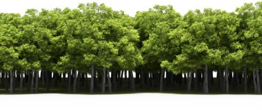 Lush green trees in forest, nature landscape