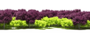 Freshly green and purple trees foliage in spring