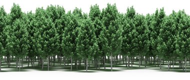 Lush green trees in forest, nature landscape