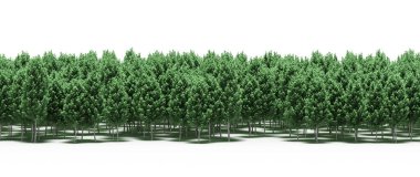 Lush green trees in forest, nature landscape