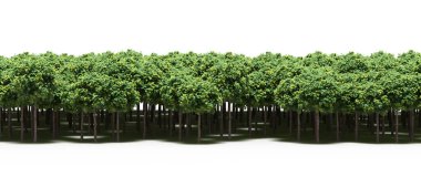 Lush green trees in forest, nature landscape