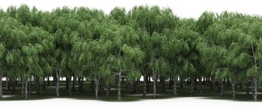 Lush green trees in forest, nature landscape