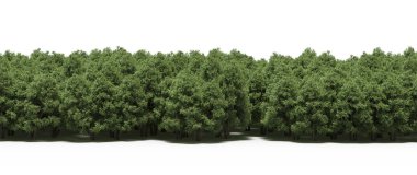 Lush green trees in forest, nature landscape