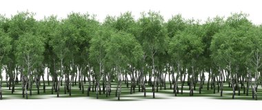 Lush green trees in forest, nature landscape