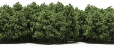 Lush green trees in forest, nature landscape