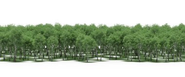 Lush green trees in forest, nature landscape