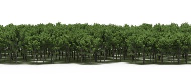 Lush green trees in forest, nature landscape