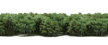 Lush green trees in forest, nature landscape