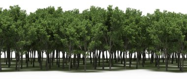 Lush green trees in forest, nature landscape