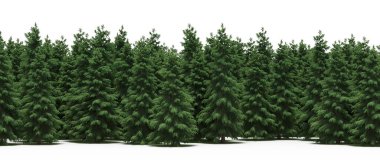 Lush green trees in forest, nature landscape