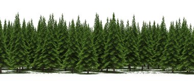 Lush green trees in forest, nature landscape