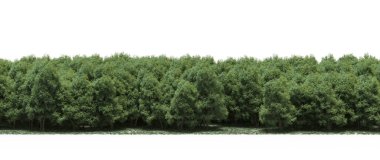 Lush green trees in forest, nature landscape