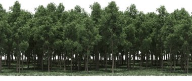 Lush green trees in forest, nature landscape