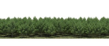 Lush green trees in forest, nature landscape