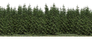 Lush green trees in forest, nature landscape