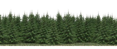 Lush green trees in forest, nature landscape