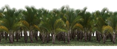Exotic tropical forest full of green palms
