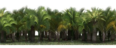 Exotic tropical forest full of green palms