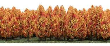 Bright orange trees in forest during autumn