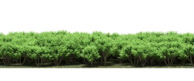 Lush green trees in forest, nature landscape