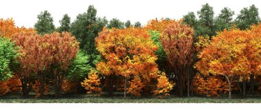 Autumnal forest with mixed green and orange trees