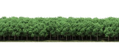 Lush green trees in forest, nature landscape